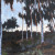 Balboa Park San Diego Eucalyptus Trees Painting