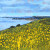 Laguna Beach Painting California Wildflowers