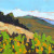 Santa Ynez Valley Landscape Painting